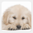Buscar animales domésticos pegatinas Perro