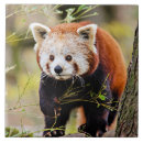 Buscar oso panda azulejos Animal
