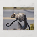 Buscar parachoque postales General y unisex