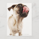 Buscar raza del perro postales Animales