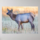 Buscar cervidae Elizabeth boehm