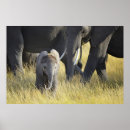 Buscar animal joven posters Animales salvajes
