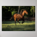 Buscar caballo andaluz posters Raza
