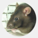 Buscar ratas pegatinas Roedores