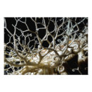 Buscar cnidaria Animal