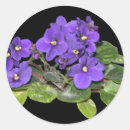 Buscar violetas africanas pegatinas Flor