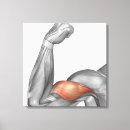 Buscar brazo lienzos Anatomía