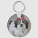 Buscar purebreed Perrito