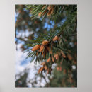 Buscar árboles de hoja perenne posters Botánico
