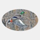 Buscar drake pegatinas Patos