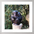 Buscar chimpancé posters Vida silvestre