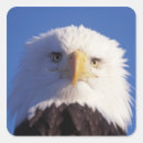 Buscar depredador pegatinas Raptor