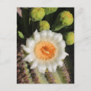 Buscar flores postales Desierto