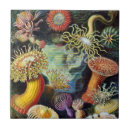 Buscar ernst haeckel azulejos Océano