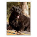 Buscar perro de terranova postales Fotografía