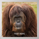Buscar orangután posters Orangutanes