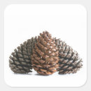 Buscar pinecone pegatinas Pinecona