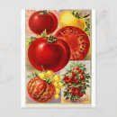 Buscar tomates postales Ilustracion