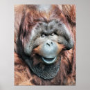 Buscar orangután posters Orangutanes