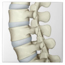 Buscar posters azulejos Parte del cuerpo humana