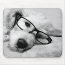 Buscar goldendoodle electronica Cachorro