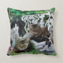 Buscar imágenes de gatos cojines Imagen