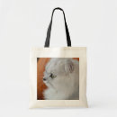 Buscar gato persa blanco bolsos Gatito