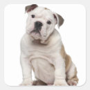 Buscar bulldog inglés pegatinas Animales