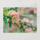 Buscar quince postales General y unisex