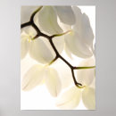 Buscar orquídeas blancas posters Falaenopsis