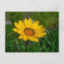 Buscar gazania fotografía Para todos