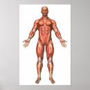 Buscar anatomía muscular posters Anterior