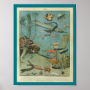 Buscar sealife posters Vida marina