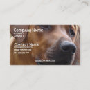 Buscar ridgeback Perros