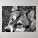 Buscar lobo blanco negro posters Perro
