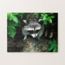 Buscar mapaches puzzles Naturaleza