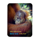 Buscar orangután imanes 7 º raspa