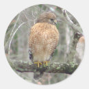 Buscar halcones pegatinas Animal