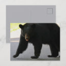 Buscar oso grande postales Fotografía