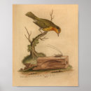 Buscar historia natural posters Litografía