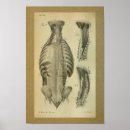 Buscar anatomía posterior posters Anatómico