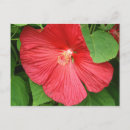 Buscar hibisco verde postales Tropical
