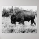 Buscar búfalo americano posters Fauna