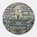 Buscar perrito del dogo Argentino