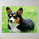 Buscar corgi lindo posters Corgis