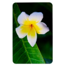 Buscar flores hawaianas imanes Blanco