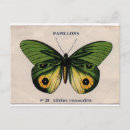 Buscar papillons Ilustracion