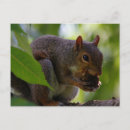 Buscar carolinensis Roedor