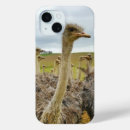 Buscar avestruz iphone fundas Fotografía