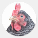 Buscar gallinas pegatinas Gallina ponedora